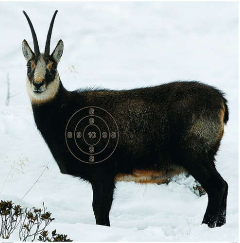 Jagdsch.Öst.GAMS.86x122+Spiegel10STk.